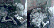 Skeletal Mama Dog Rescued from Brink of Death and Now She's Unrecognizable