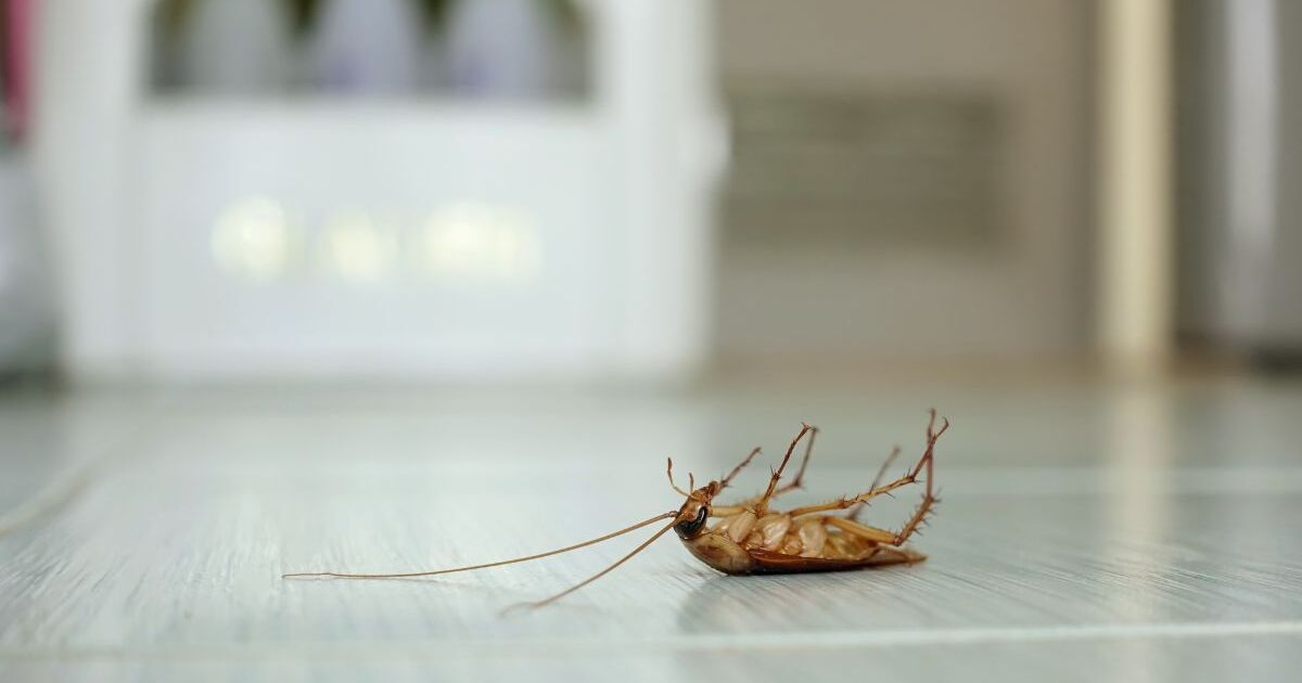 Cómo matar cucarachas con métodos caseros: guía práctica y económica