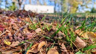 Why Raking Your Leaves Matters and Other Fall Tips