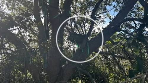 Hunting stand found near Air Force One landing zone in Florida had been there for some time, source says
