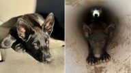 California Man Rescues A Stray Dog, Then Finds Her Lookalike Trapped In A Drainpipe