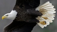 Letter: Like America’s great symbol, we need both wings to soar