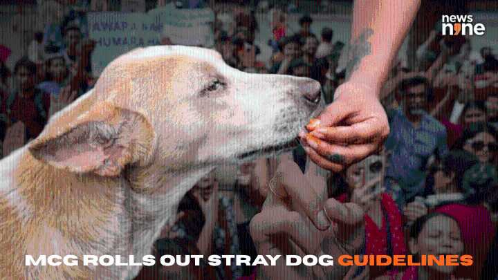 Gurugram unveils plan to enhance stray dog management; here’s all you need to know