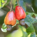 GFDC Invites Bids for Collection of Cashew Nuts and Cashew Apples