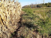 Glengarry Federation of Agriculture takes issue with roadside planting