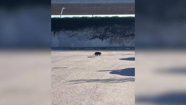 Driver Slams On Her Brakes After Noticing Something Moving On A California Highway