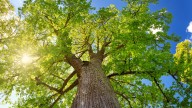The Easy Way To Tell How Old Any Tree In Your Yard Is (Without Cutting It Down)