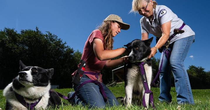 Made by a Griz for grizzlies: How a UM alum invented bear spray