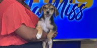 Adopt a Pet: Meet Gruff!