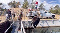 Watch: Moose in Colorado rescued after falling into canal