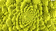Scientists Stumped By 407-Million-Year-Old Fossilized Plant That Doesn’t Follow The Fibonacci Sequence