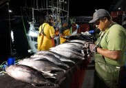 El aumento de la cuota de bonito permite a los arrantzales dosificar la pesca y mejorar los precios