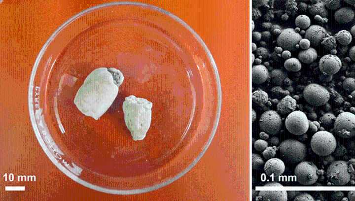 Analysis Of Reptilian Urine Crystals Reveals New-To-Science Discovery About An Acid That Can Harm Humans