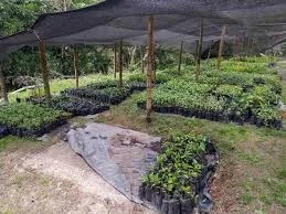 Vivero Departamental de Salento impulsa la reforestación y la conservación en el Quindío