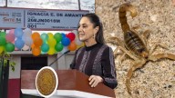 Sheinbaum revisa muerte de niña por picadura de alacrán