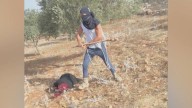 Colonos israelíes golpean salvajemente a una mujer palestina indefensa hasta dejarla inconsciente