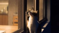 Especialista explica cómo se debe tranquilizar a los gatos por la noche