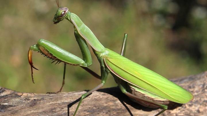 La misteriosa mantis religiosa: todos los secretos de este insecto 'alienígena'