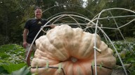 How to grow a giant pumpkin, with help from science