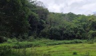 Centre directs states to stop forced eviction of forest dwellers...