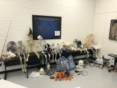Police in the East Bay arrest suspected Halloween decoration bandits
