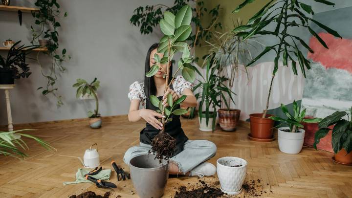 Fertilizantes caseros más efectivos para darle vitalidad a tus plantas