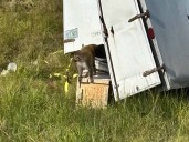 ¿Escapó un mono infectado con herpes y covid en Mississippi?