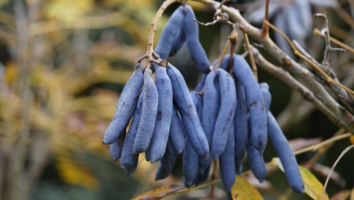 “Dead Men’s Fingers” Or Blue Sausage Fruit – Whatever You Call It, This Fruit Is Odd
