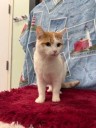 Meet Butterscotch! Our Warrick Humane Society Pet of the Week