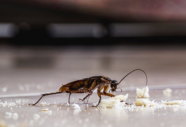 Woman dies after fire caused by neighbour torching cockroach with flamethrower