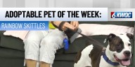 Tuesday’s adoptable pet: Meet Rainbow Skittles