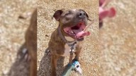 After 7 Years In An Ohio Shelter, This Rescue Dog Was Adopted, Then Returned Weeks Later