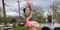Flamingo could be Parma's official city mascot