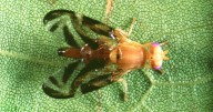 East Los Angeles and Montebello are placed under fruit fly quarantine