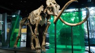 Un esqueleto de mamut de la Edad de Hielo que convivió con homosapiens llega al Cosmocaixa