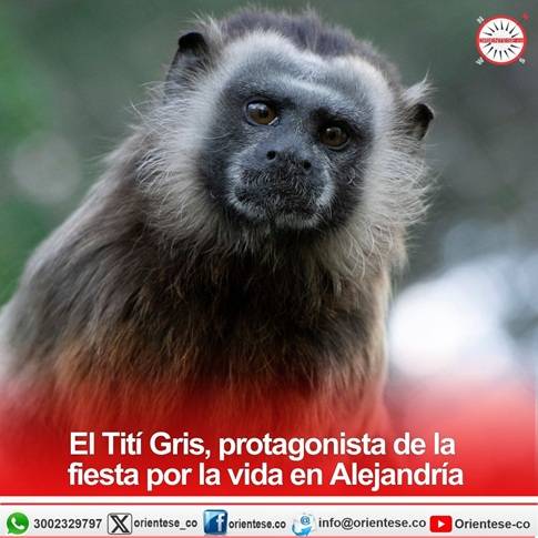 El Tití Gris, protagonista de la fiesta por la vida en Alejandría