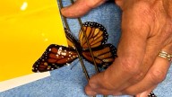 Con goma de pegar y maicena: así hicieron un trasplante de ala a una mariposa monarca que volvió a volar