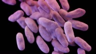 WHO says antibacterial pipeline lacks innovation