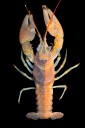 Bizarre looking crayfish, a rarity in nature, found in Chagrin River