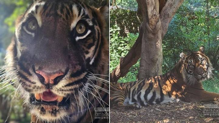 Heartbreak at Perth Zoo as beloved Sumatran tiger Jaya dies after cancer battle