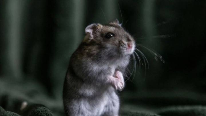 ClayRat, el "spyware" para Android que se hace pasar por WhatsApp, Google Fotos, TikTok y YouTube