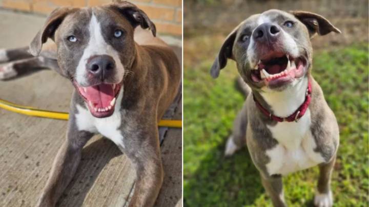 Texas Pup Abandoned For Being “Too Much” Finally Finds Her Dream Home