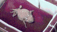 The Legend Of Ol' Rip The Horned Toad Who Reportedly Survived 31 Years Of Hibernation And Met President Coolidge