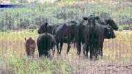 New Mexico ranchers voice concerns on Trump’s plan to import beef from Argentina