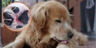 ¿Por qué los perros se lamen mucho sus patas?: conoce las causas más comunes y los riegos para su salud