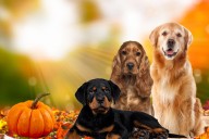 Is Your Fall Décor Safe for Pets? Toxic Plants to Watch Out For