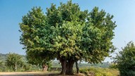 De la calle a tu mesa: el árbol que deja caer los frutos más ricos para hacer una buena mermelada