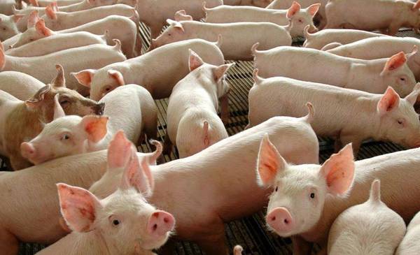 Por un tipo de cambio barato volvió a crecer fuerte la importación de alimentos