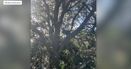 'Hunting stand' with direct view of Air Force One sparks federal probe in Florida