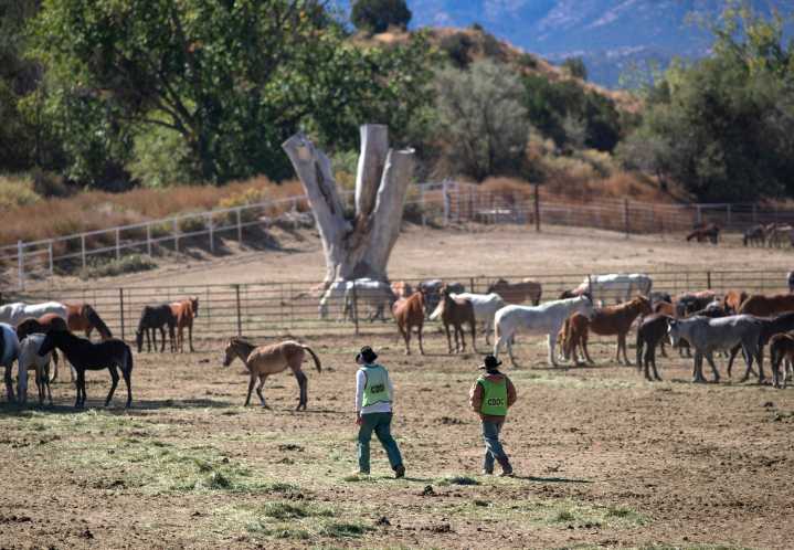 Wild horses held at Colorado prison to be shipped out of state